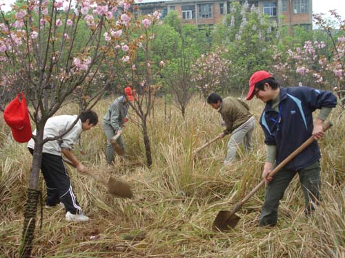 樱花园置换最新消息｜樱花园动态更新