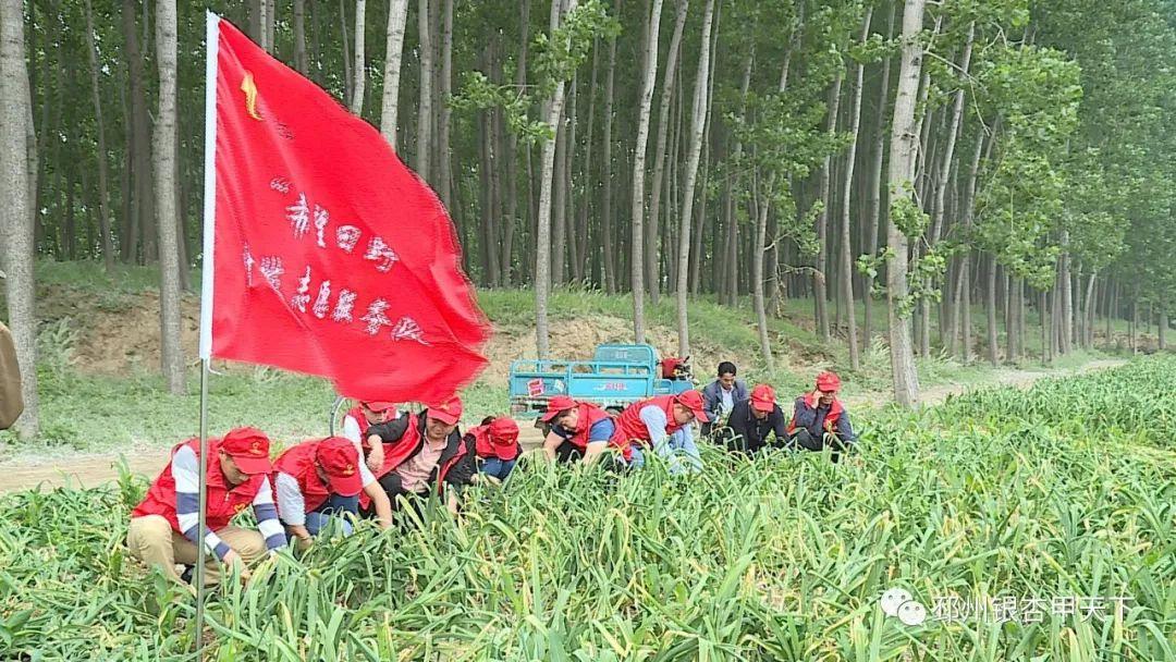 邳州今日大蒜价格最新行情：今日邳州大蒜价格动态