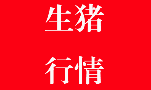 今日猪价行情喜报连连