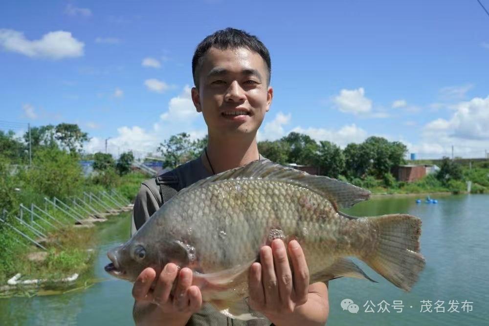 “粤地罗非鱼，价升喜讯传！广东最新抢购好价揭晓”